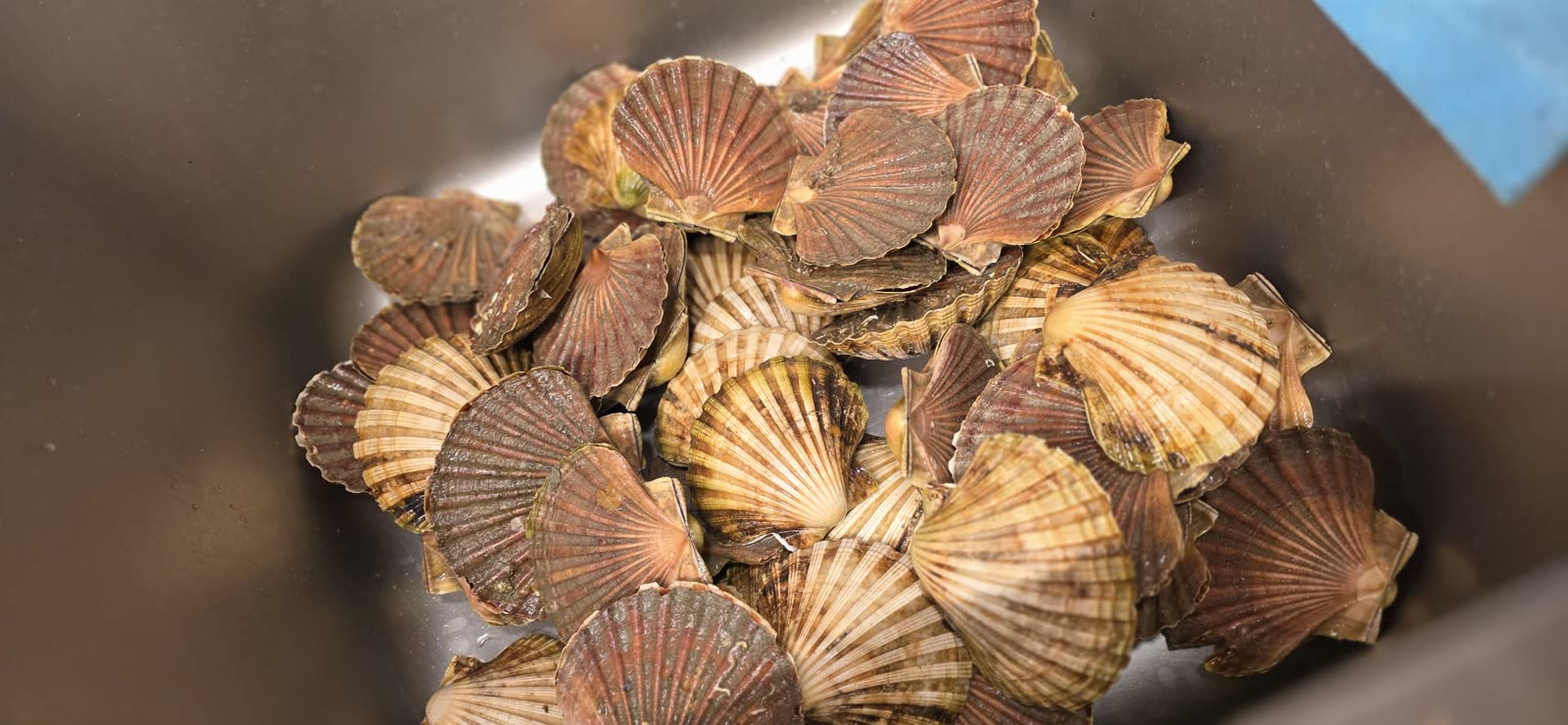 Jakobove kapice i školjke – vlastiti uzgoj Svježe jakobove kapice i školjke iz Limskog kanala – vlastito školjkarstvo od 1990., Oli Mare Poreč | fresh scallops shellfish Istria