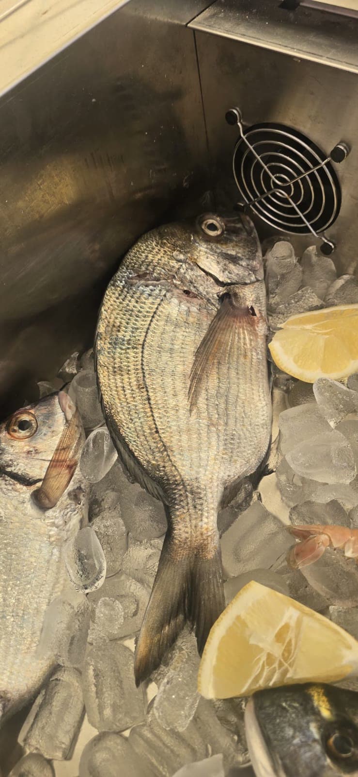 Svježa orada na ledu – Oli Mare Svježa orada na ledu s limunom – riba iz vlastitog ulova, riblji restoran Oli Mare Poreč | fresh sea bream on ice, frischer Fisch Porec