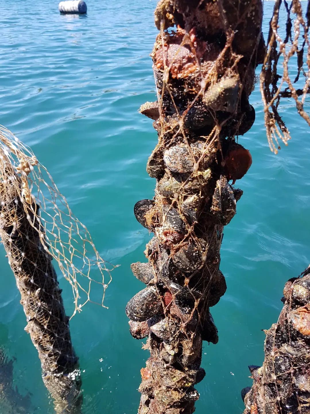 Uzgoj dagnji – vlastito školjkarstvo Uzgoj dagnji na konopima u bistrom moru kod Poreča – vlastito školjkarstvo Oli Mare od 1990. | mussel farming Adriatic Porec